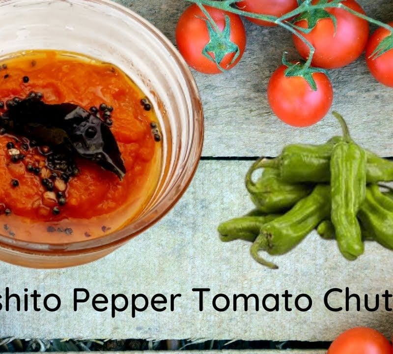 Tomato chutney with shishito pepper recipe Indian style